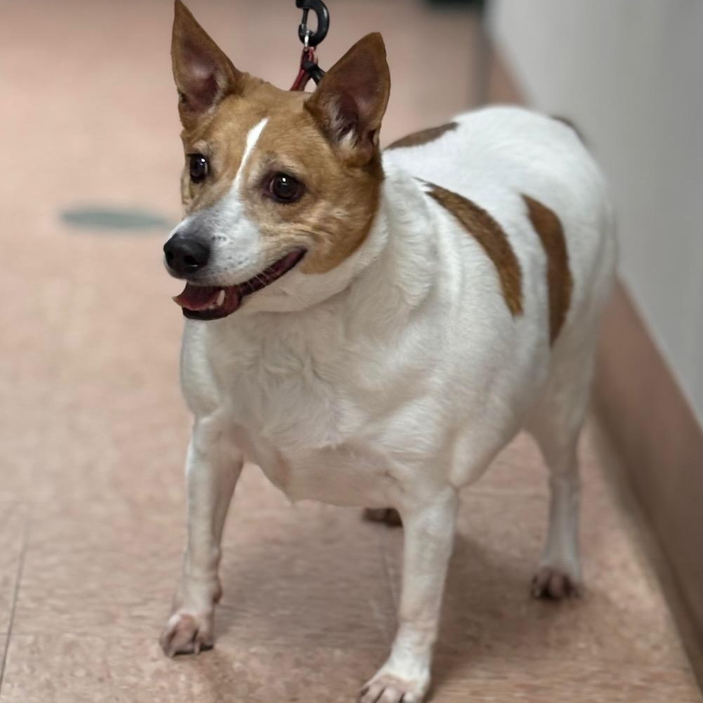 Enlarge Rescue Lady, an adoptable mixed breed in Batavia, NY image 1/1