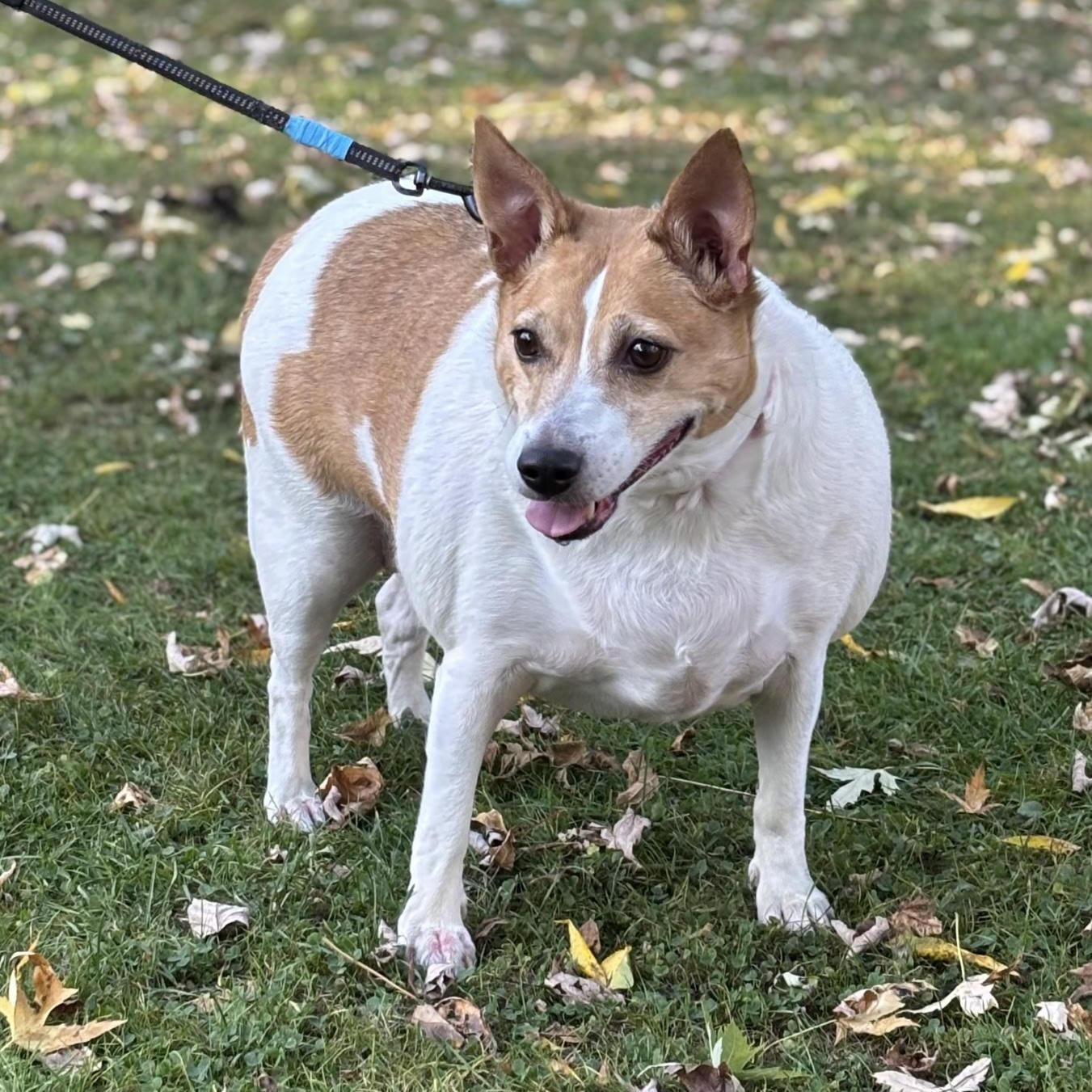 Enlarge Rescue Lady, an adoptable mixed breed in Batavia, NY image 1/1