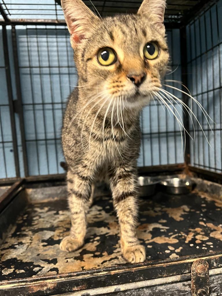 Enlarge Tabby, a Adoptable Tiger in Benton, AR image 1/1
