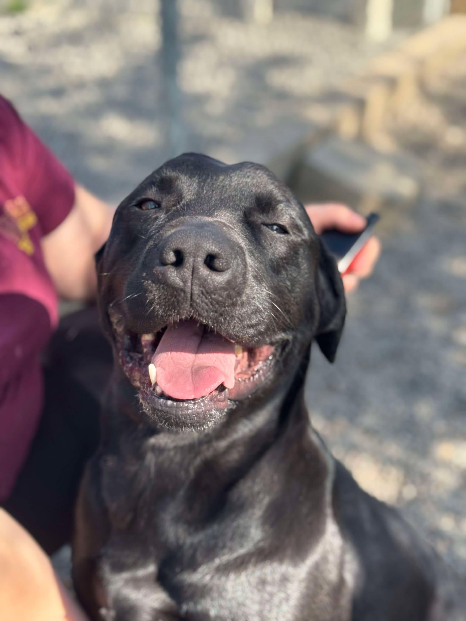 Angus, an adoptable Black Labrador Retriever, Pit Bull Terrier in St. Maries, ID, 83861 | Photo Image 2