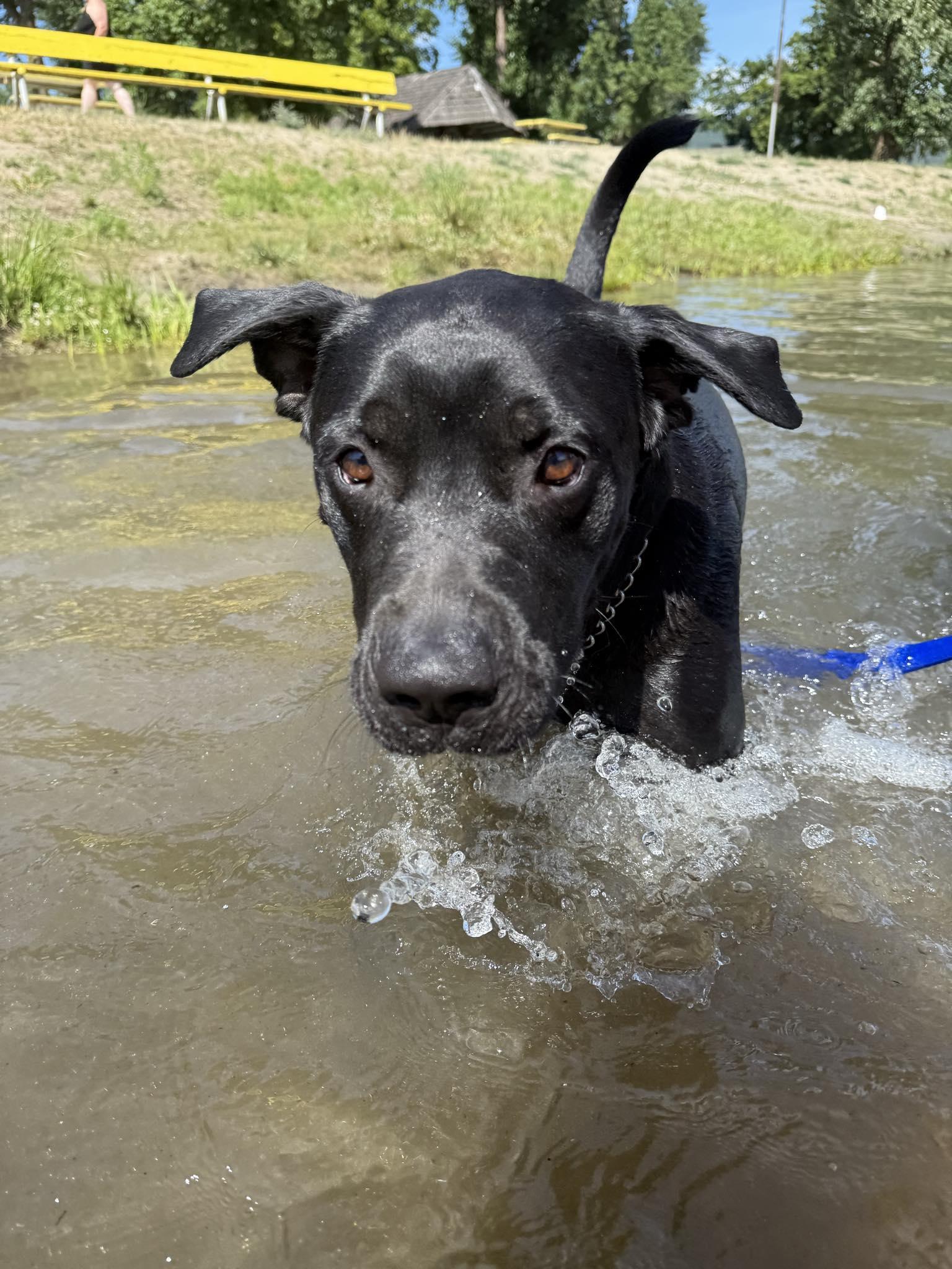 Angus, an adoptable Black Labrador Retriever, Pit Bull Terrier in St. Maries, ID, 83861 | Photo Image 3