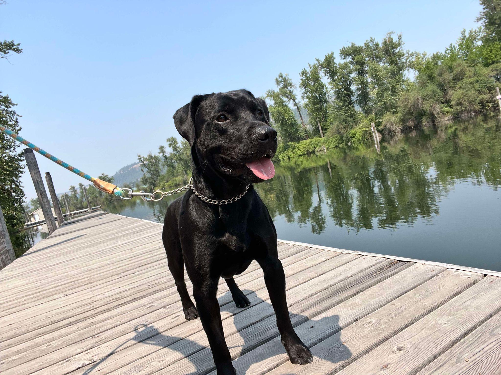 Angus, an adoptable Black Labrador Retriever, Pit Bull Terrier in St. Maries, ID, 83861 | Photo Image 5
