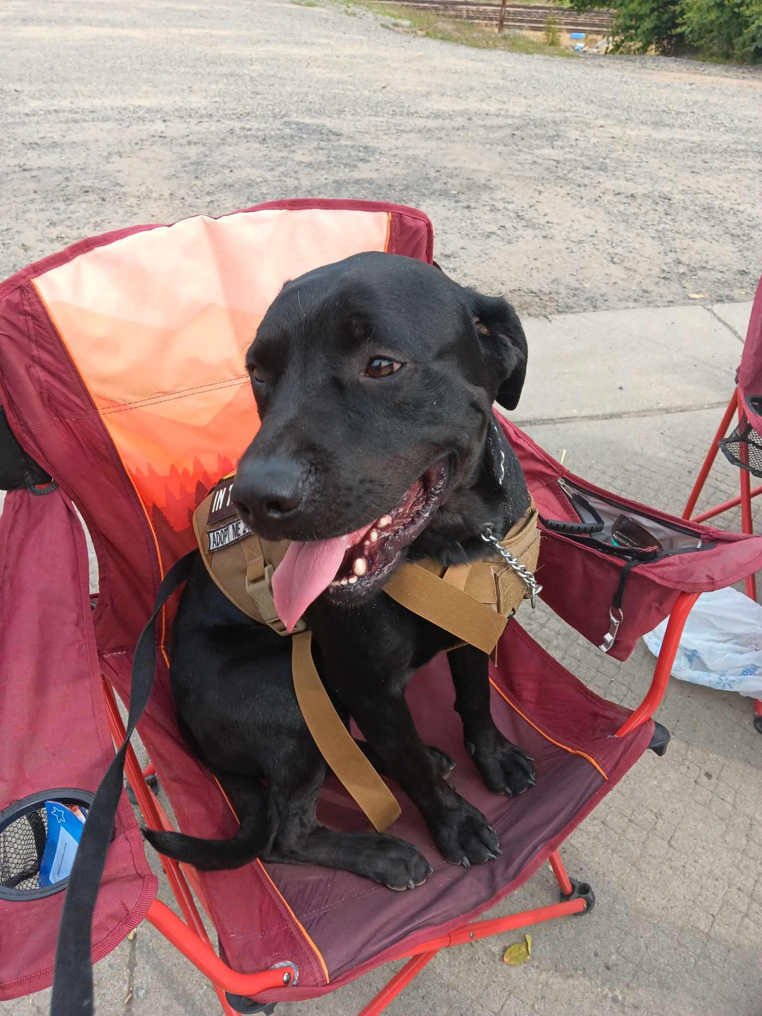 Angus, an adoptable Black Labrador Retriever, Pit Bull Terrier in St. Maries, ID, 83861 | Photo Image 4