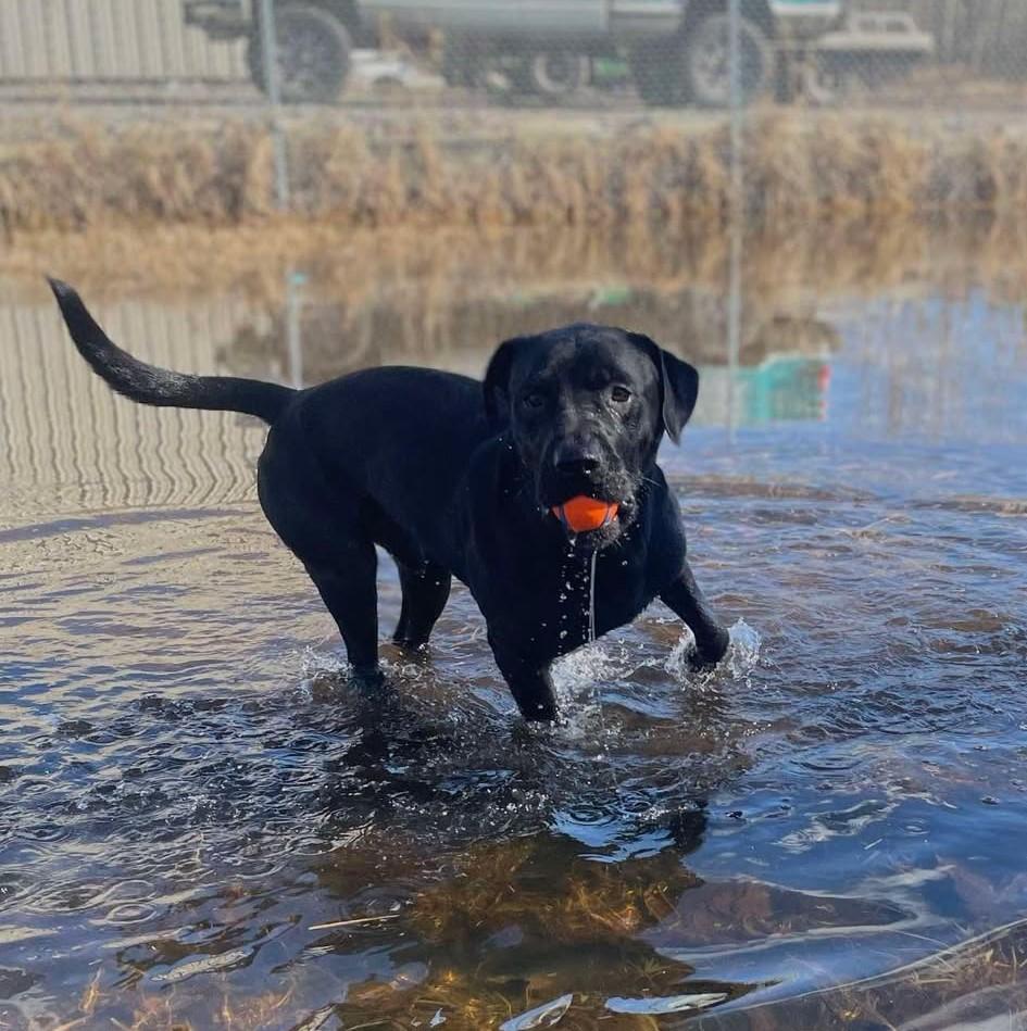 Angus, an adoptable Black Labrador Retriever, Pit Bull Terrier in St. Maries, ID, 83861 | Photo Image 1