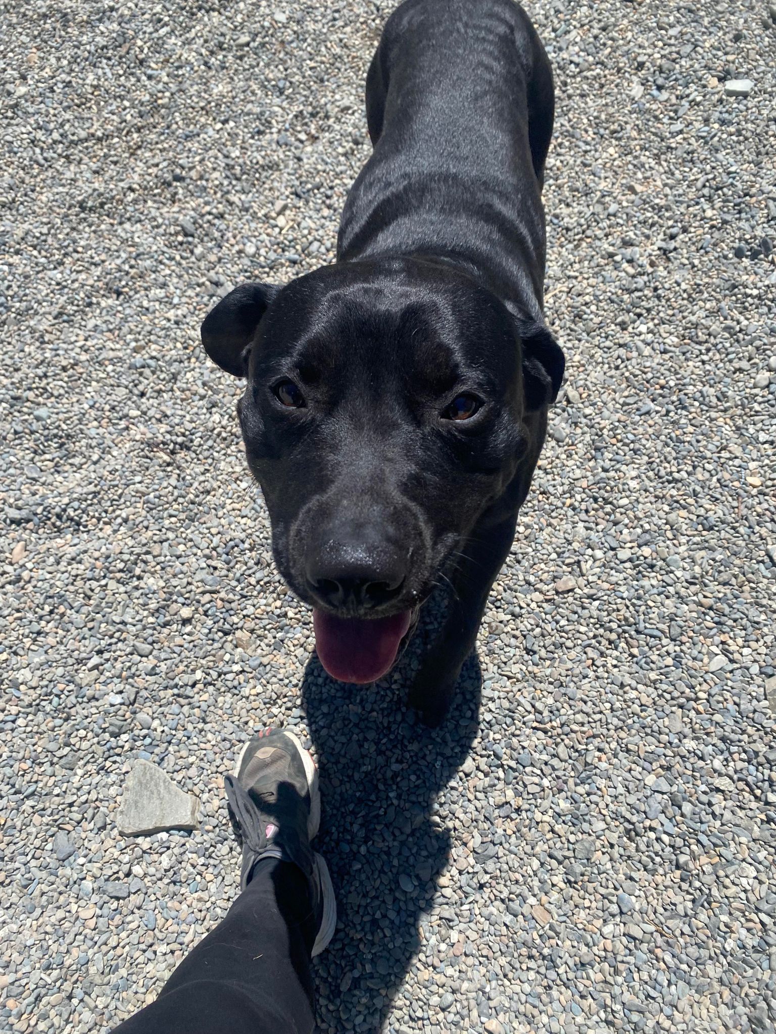 Angus, an adoptable Black Labrador Retriever, Pit Bull Terrier in St. Maries, ID, 83861 | Photo Image 6