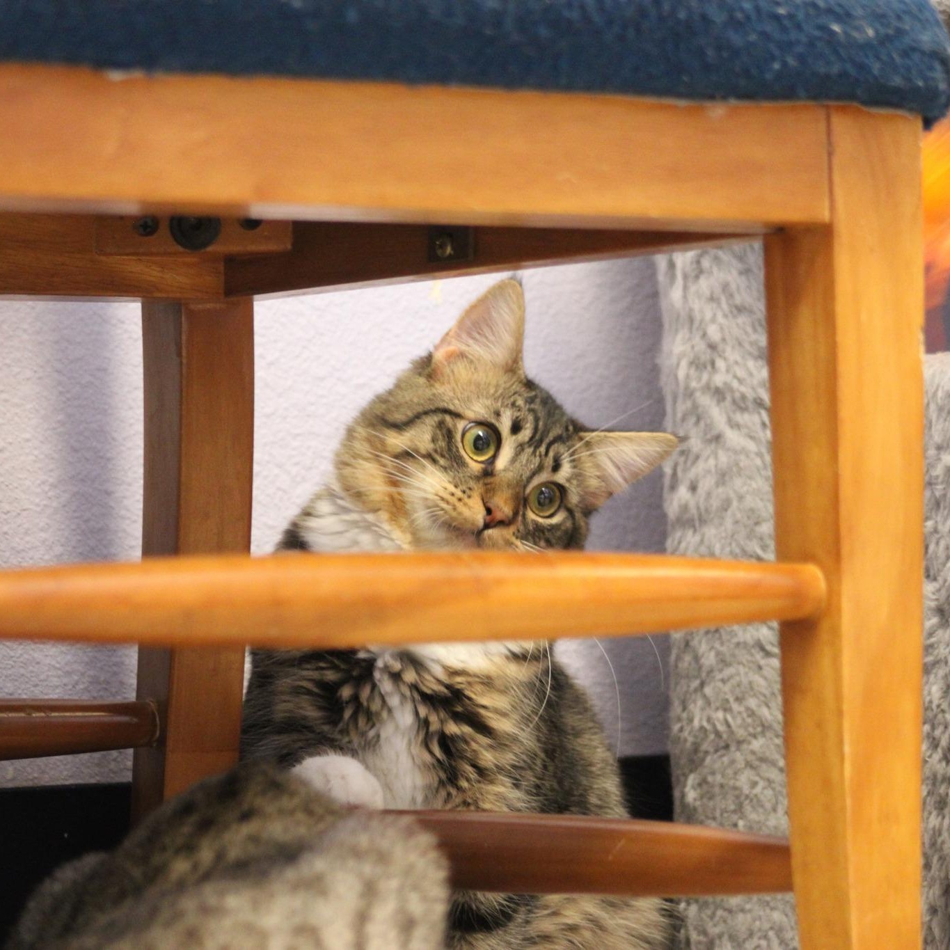 Bull, an adoptable Domestic Medium Hair in Weaverville, CA, 96093 | Photo Image 3