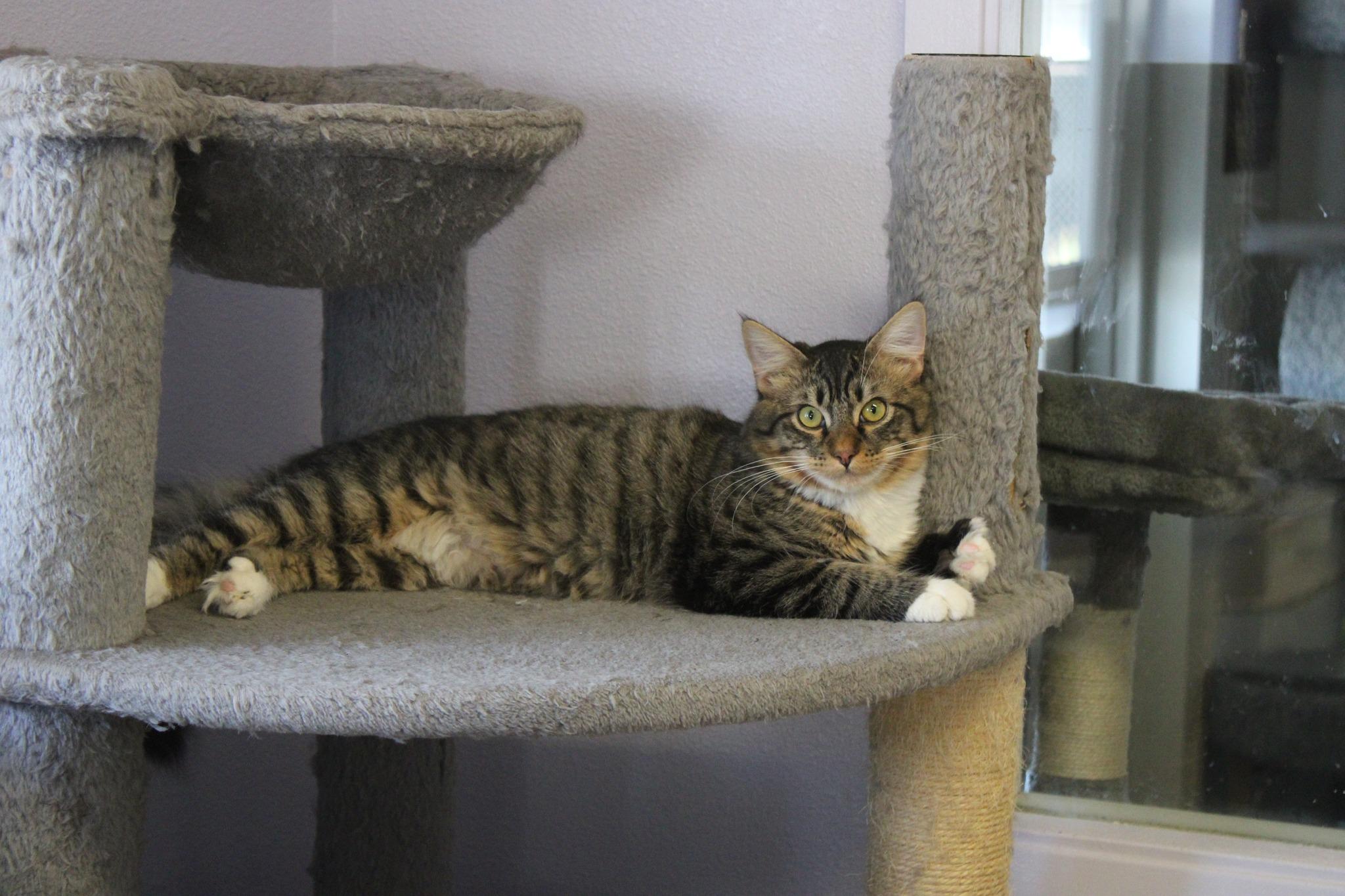 Bull, an adoptable Domestic Medium Hair in Weaverville, CA, 96093 | Photo Image 4