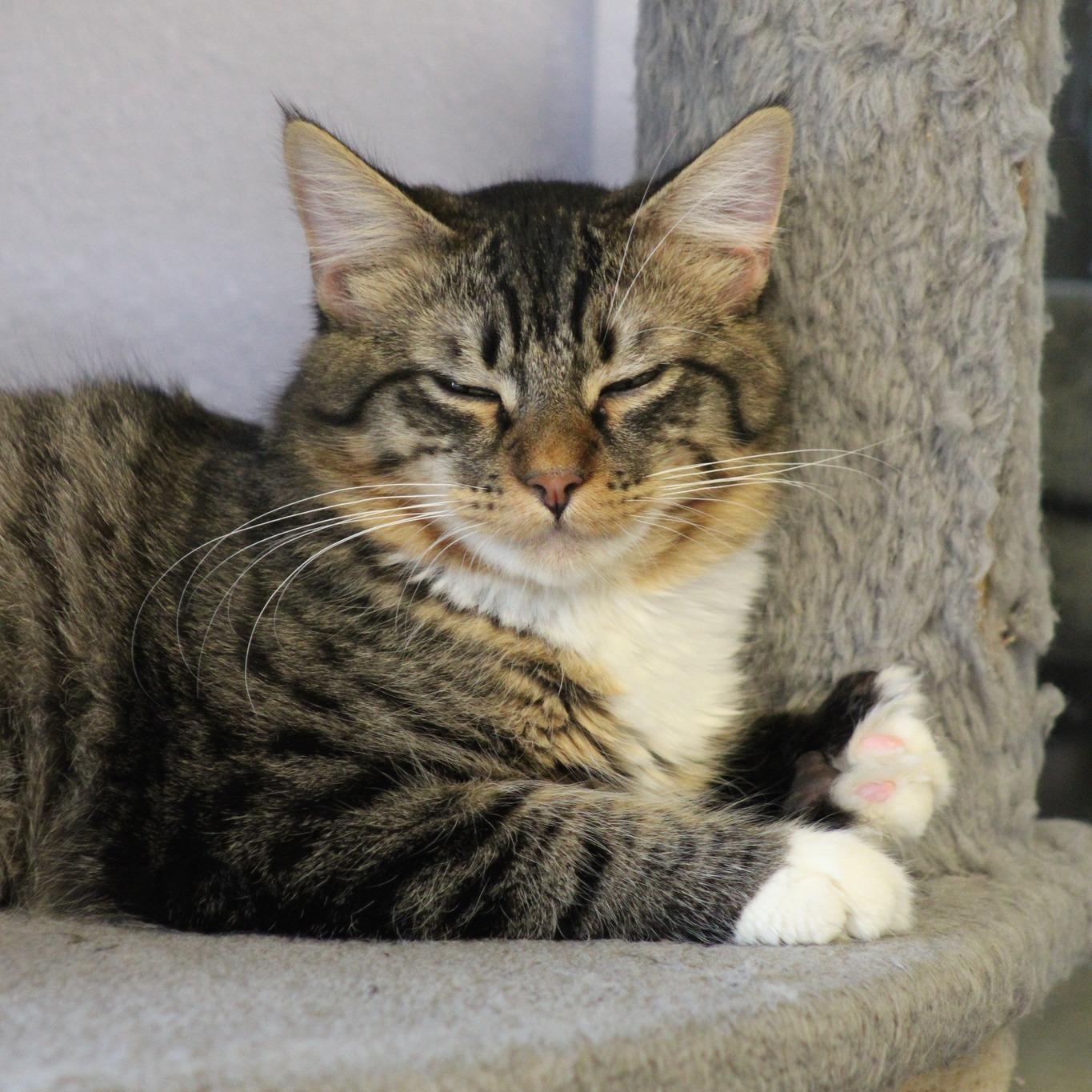 Bull, a Adoptable mixed breed in Weaverville, CA image 6/6