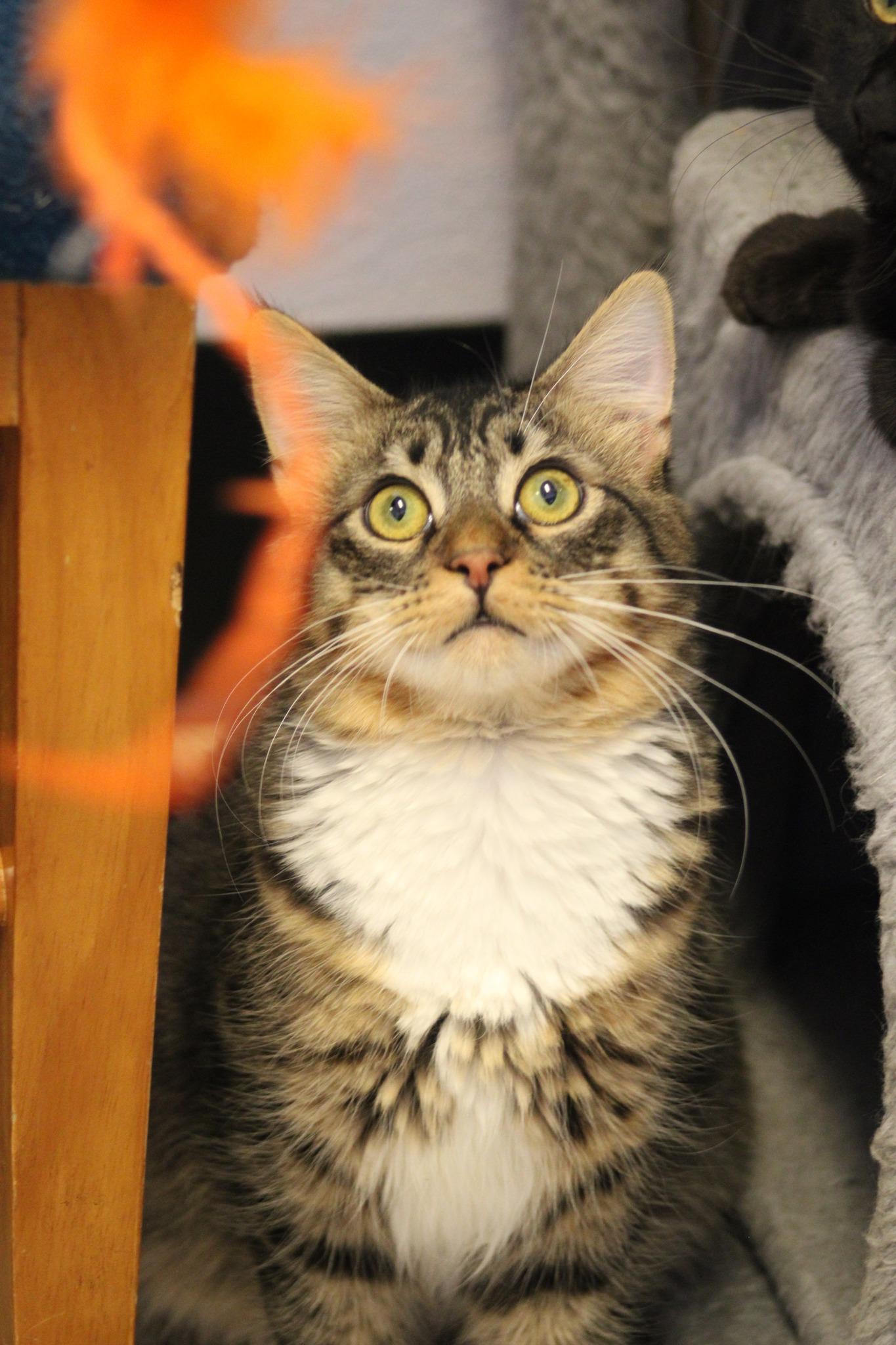 Bull, a Adoptable mixed breed in Weaverville, CA image 5/6