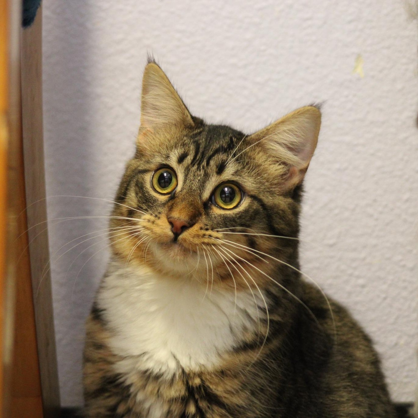 Bull, an adoptable Domestic Medium Hair in Weaverville, CA, 96093 | Photo Image 1
