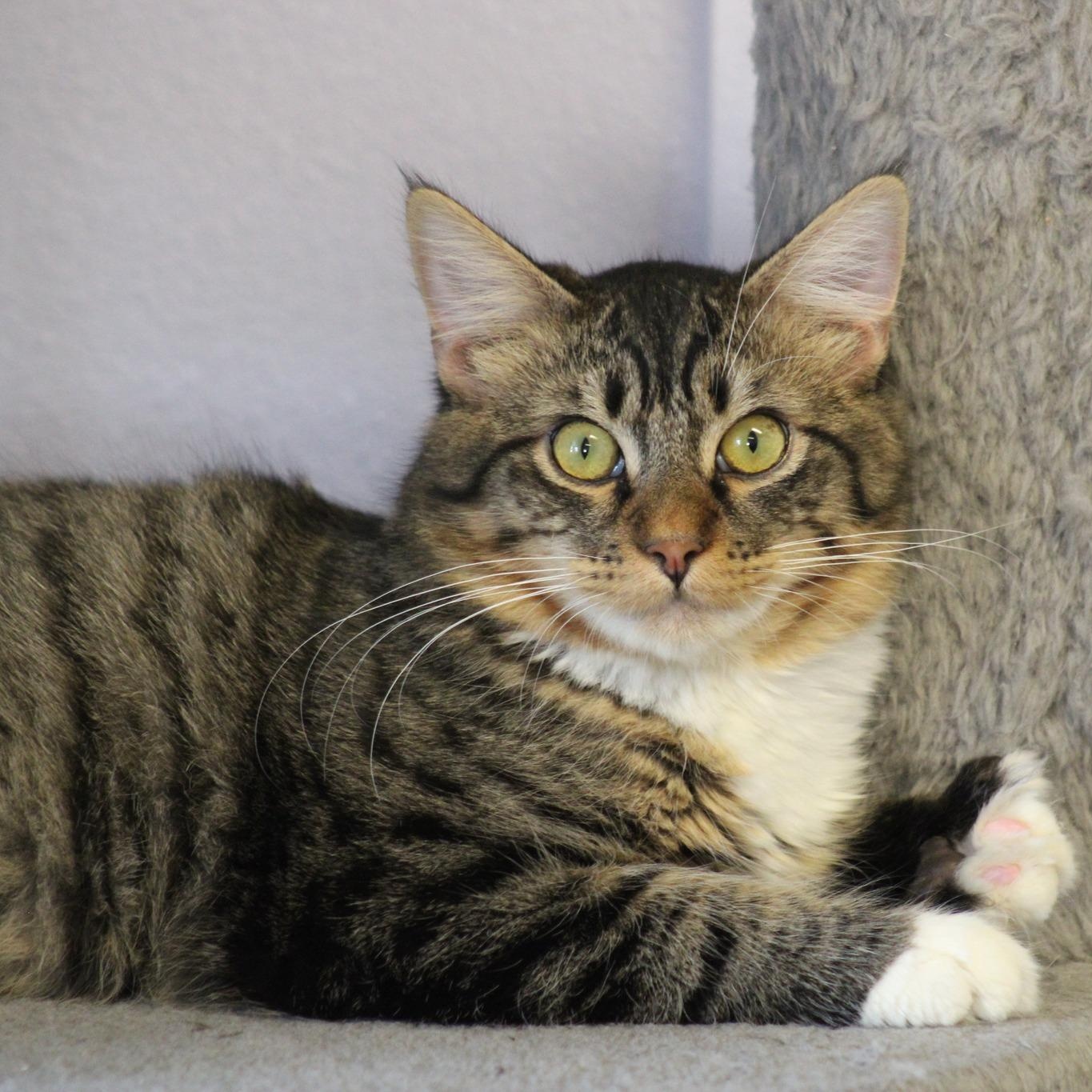 Bull, a Adoptable mixed breed in Weaverville, CA image 2/6