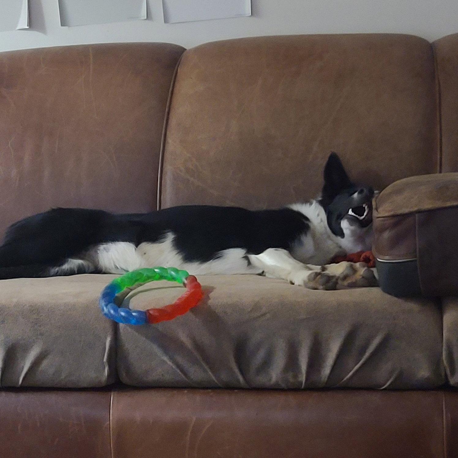Enlarge Bunny, a Adoptable Border Collie in Holden, MO image 1/3