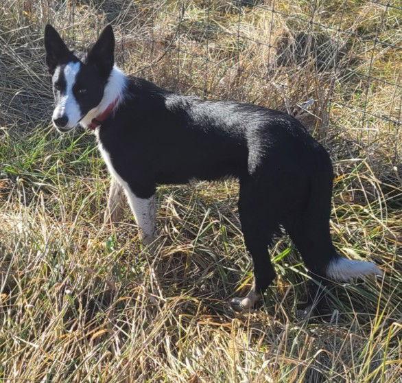 Bunny, Adoptable, Young Female Border Collie.