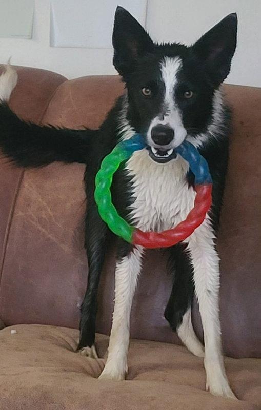 Enlarge Bunny, a Adoptable Border Collie in Holden, MO image 2/3