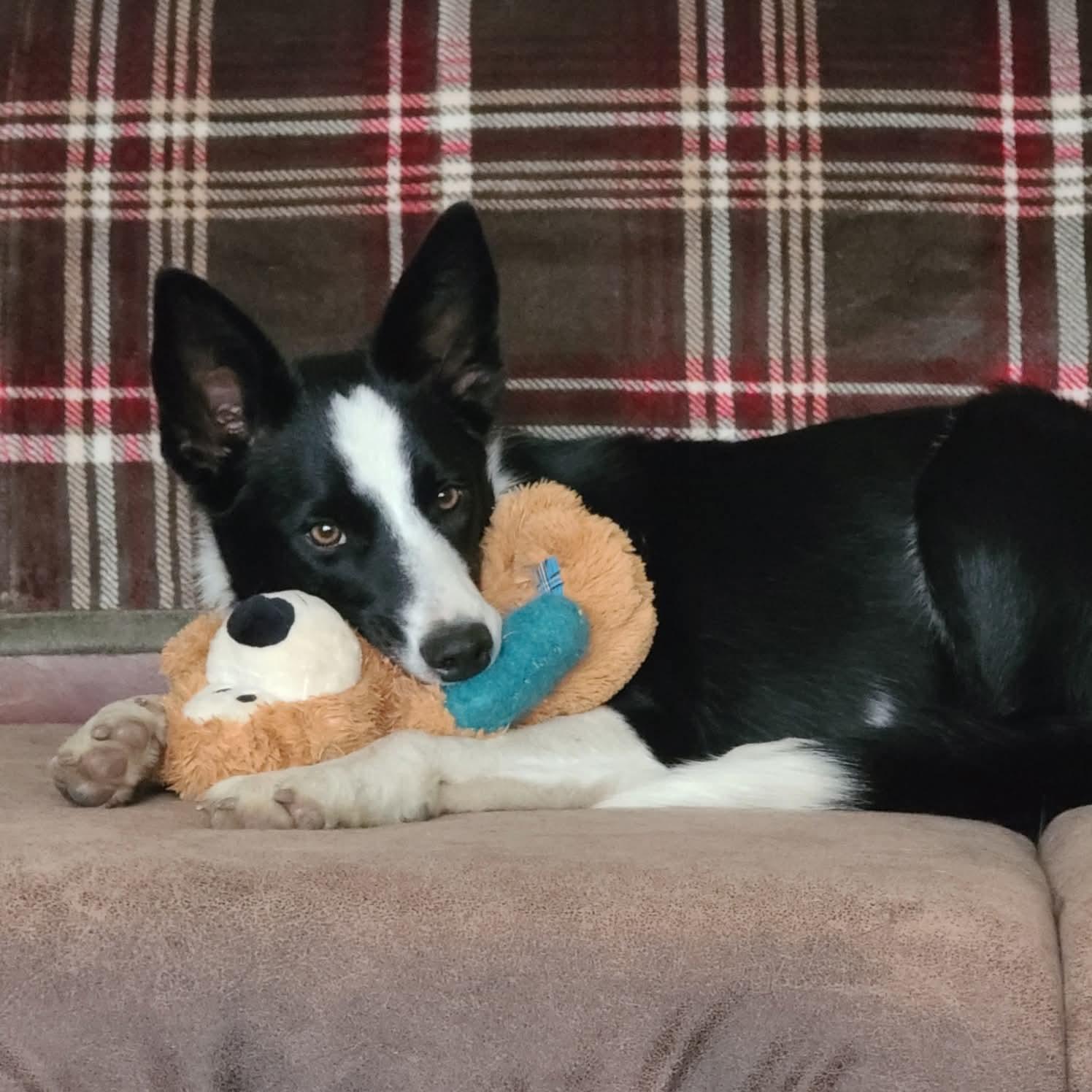Bunny, a Adoptable Border Collie in Holden, MO image 2/3