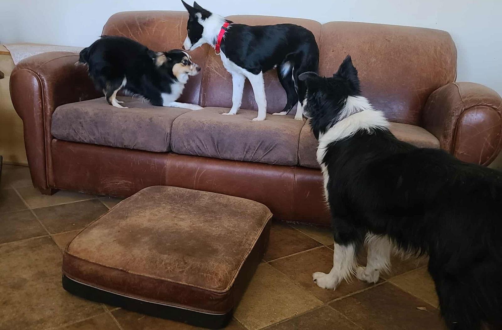 Bunny, a Adoptable Border Collie in Holden, MO image 3/3