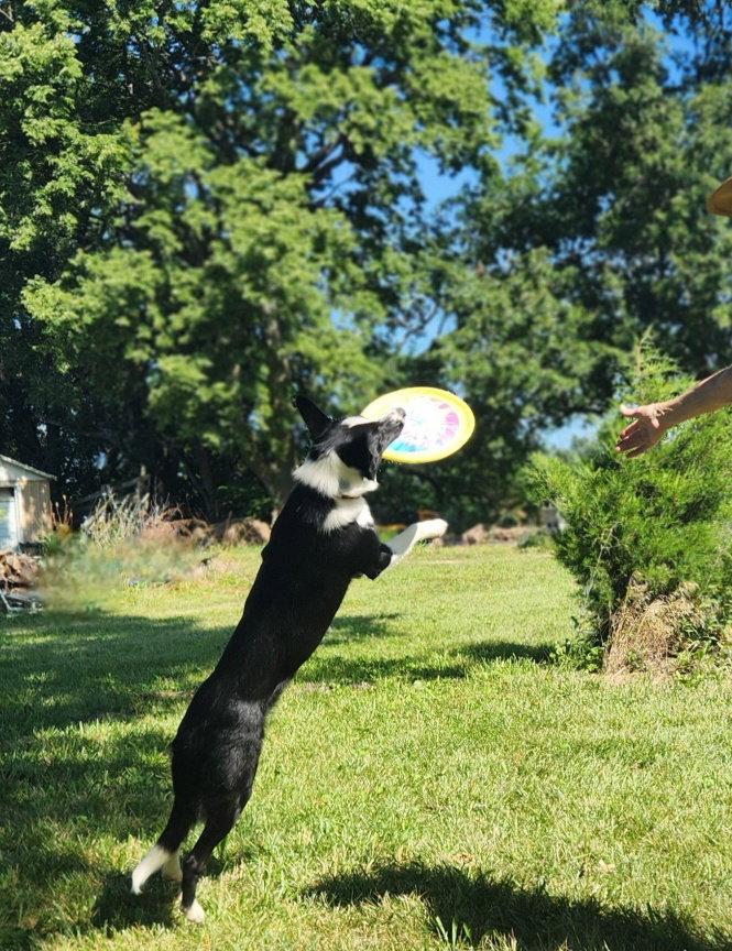 Enlarge Bunny, a Adoptable Border Collie in Holden, MO image 3/3