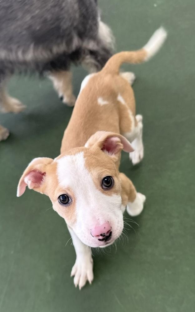 Enlarge A - Zion, a Adoptable mixed breed in Cheektowaga, NY image 2/6