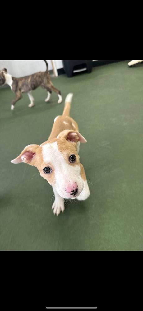 Enlarge A - Zion, a Adoptable mixed breed in Cheektowaga, NY image 3/6