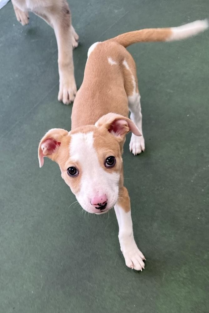 Enlarge A - Zion, a Adoptable mixed breed in Cheektowaga, NY image 4/6