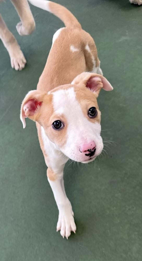 Enlarge A - Zion, a Adoptable mixed breed in Cheektowaga, NY image 6/6