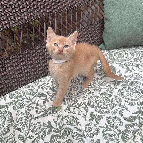 Apricot Rose, Baby Female unknown