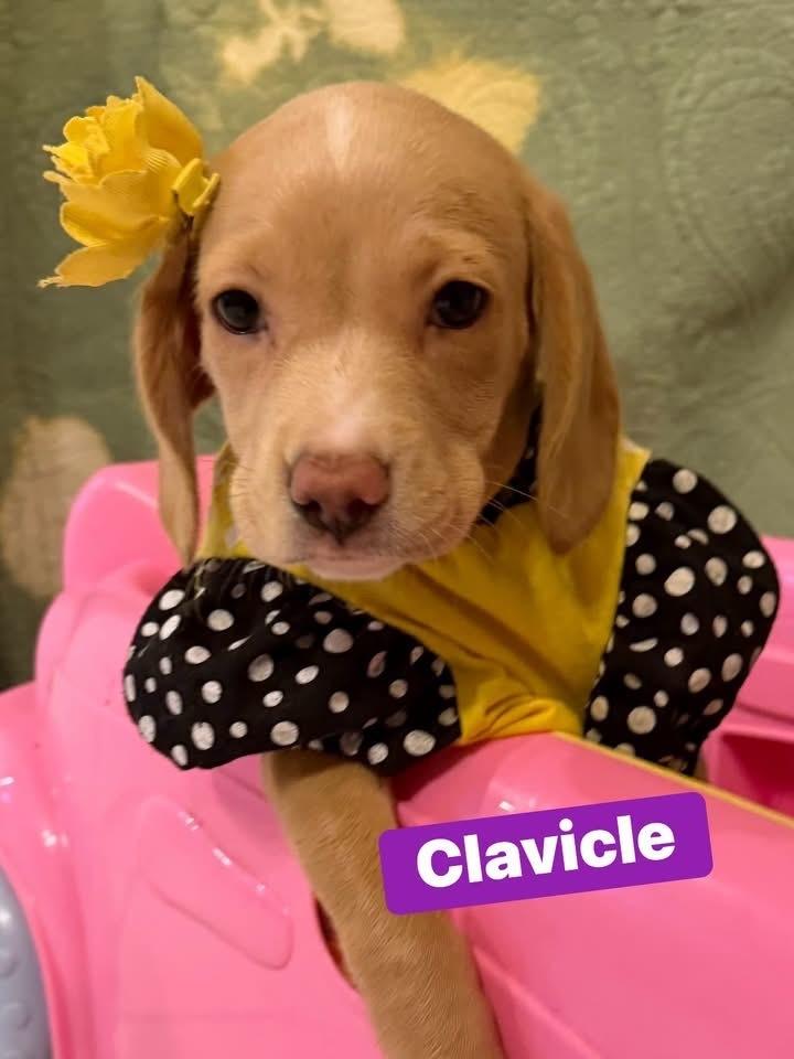 Enlarge Clavicle, a Adoptable mixed breed in Scranton, PA image 1/1