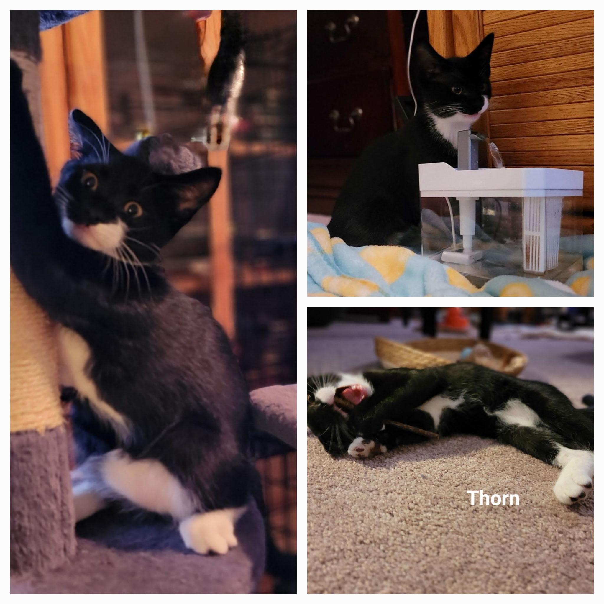 Enlarge Thorn, an adopted Tuxedo in Woodbridge, VA image 2/3