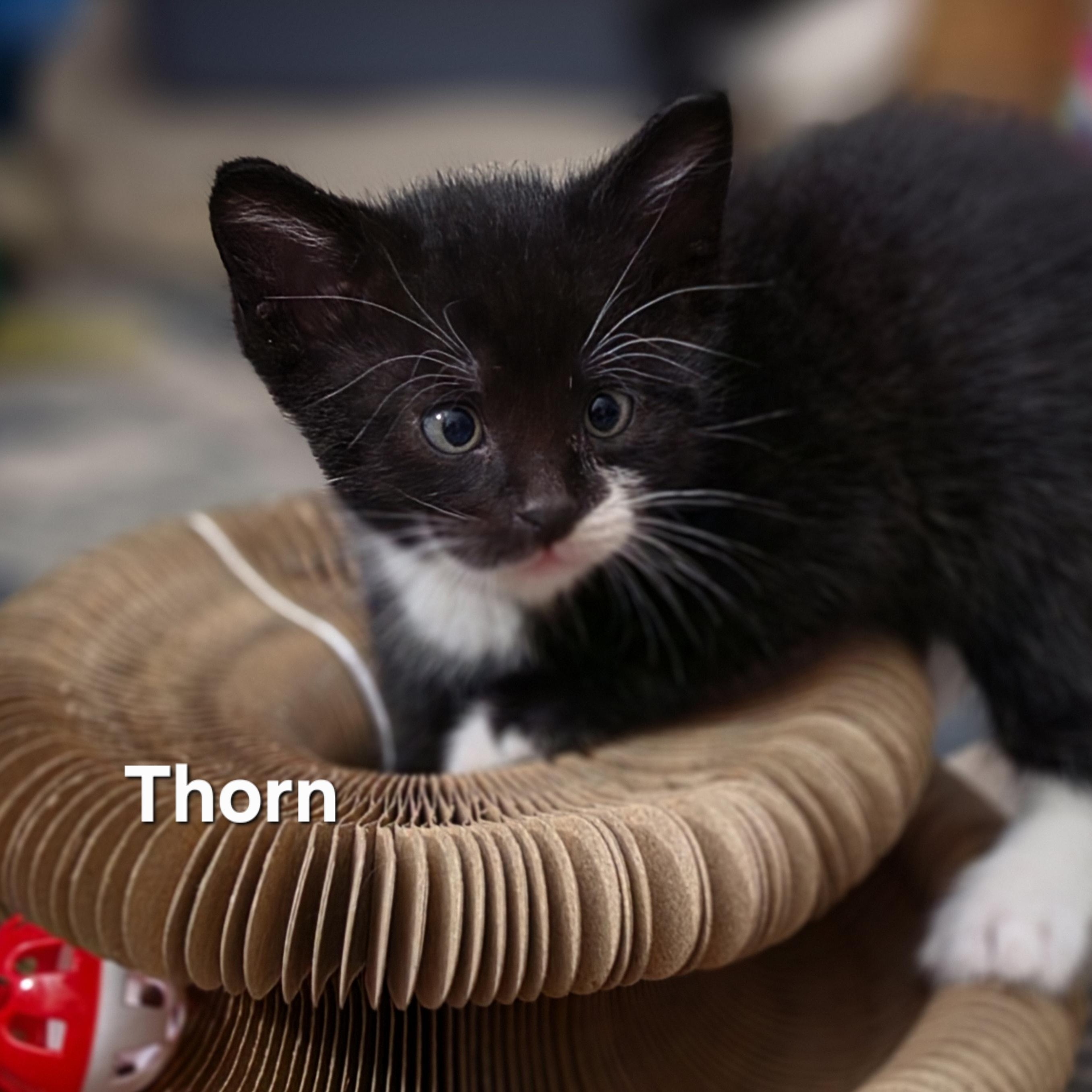 Thorn, adopted, Kitten Male Tuxedo.