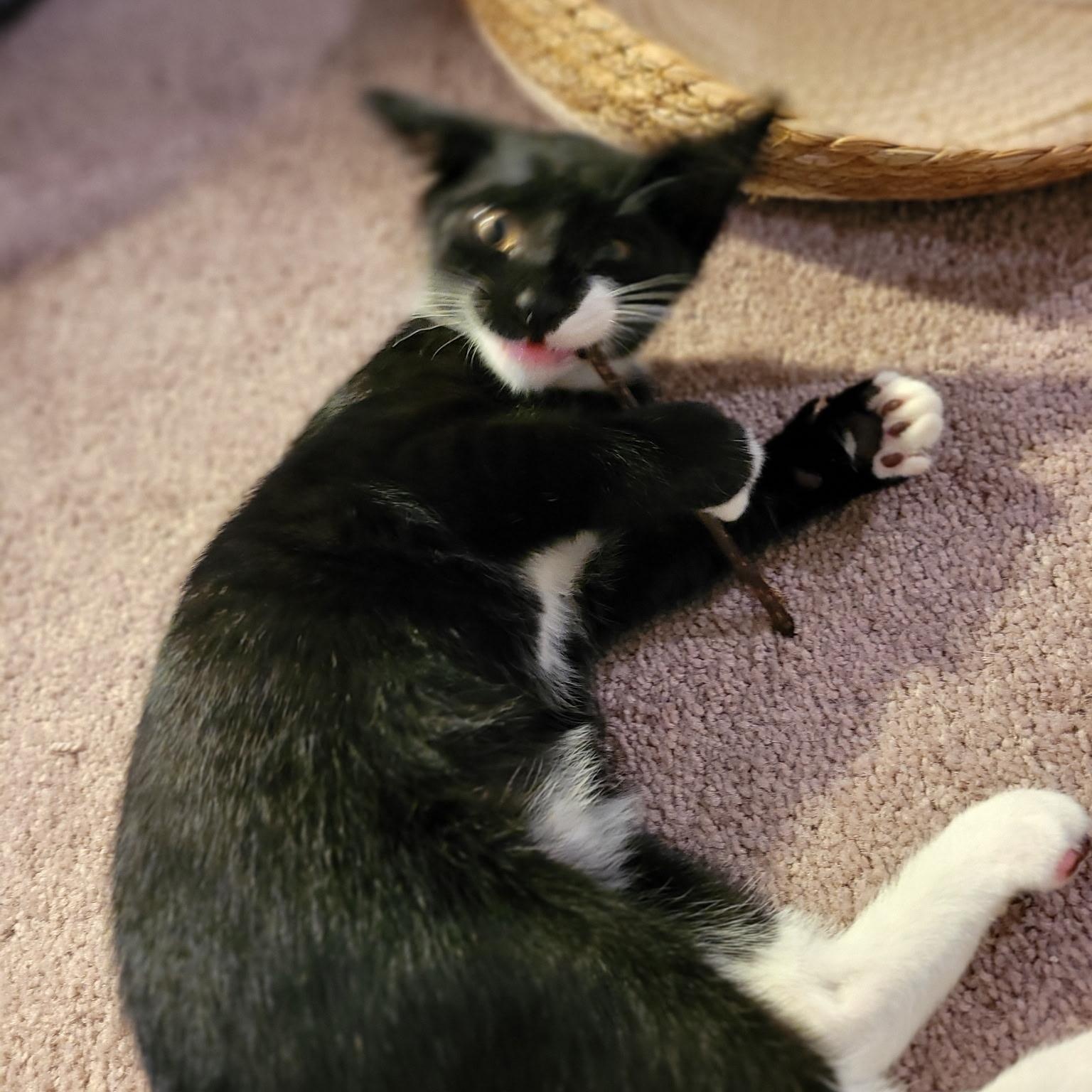 Enlarge Thorn, an adopted Tuxedo in Woodbridge, VA image 3/3