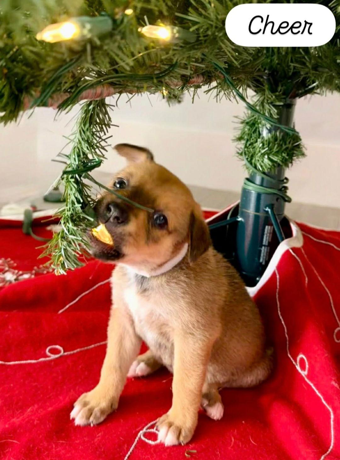 Enlarge Cheer, a Adopted mixed breed in Sanford, FL image 1/1