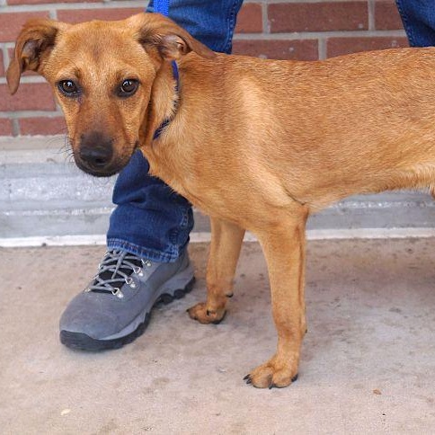 Erika, an adoptable mixed breed in Carrollton, TX image 2/2