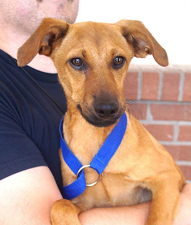 Erika, adoptable, Young Female Dachshund.