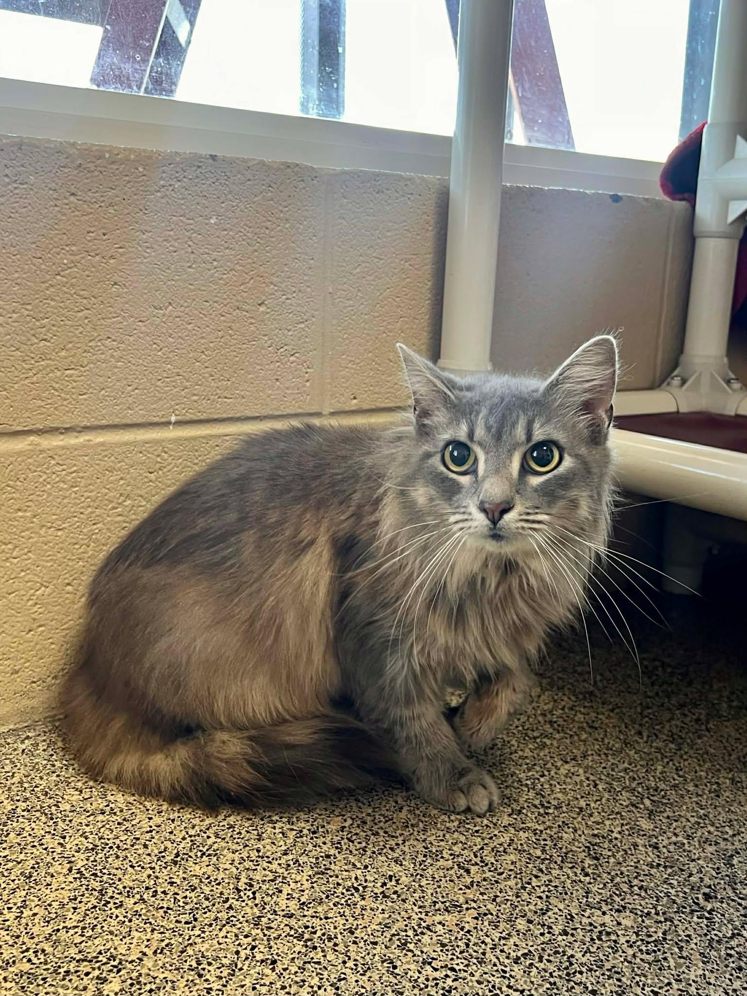 Susie, ADOPTABLE, Adult Female Domestic Long Hair.