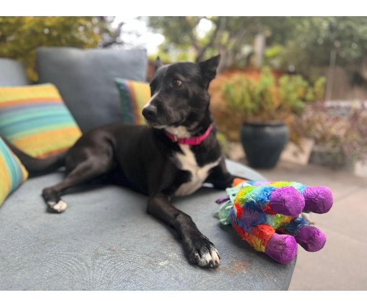 Enlarge Kona, a Adoptable mixed breed in Rancho Palos Verdes, CA image 1/4