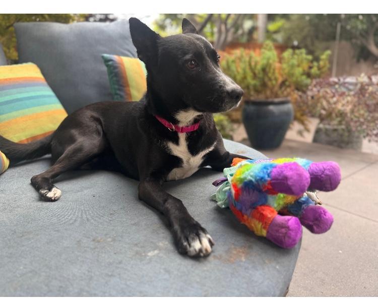 Enlarge Kona, a Adoptable mixed breed in Rancho Palos Verdes, CA image 2/4