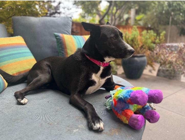 Enlarge Kona, a Adoptable mixed breed in Rancho Palos Verdes, CA image 3/4