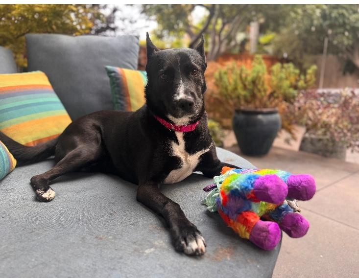 Enlarge Kona, a Adoptable mixed breed in Rancho Palos Verdes, CA image 4/4