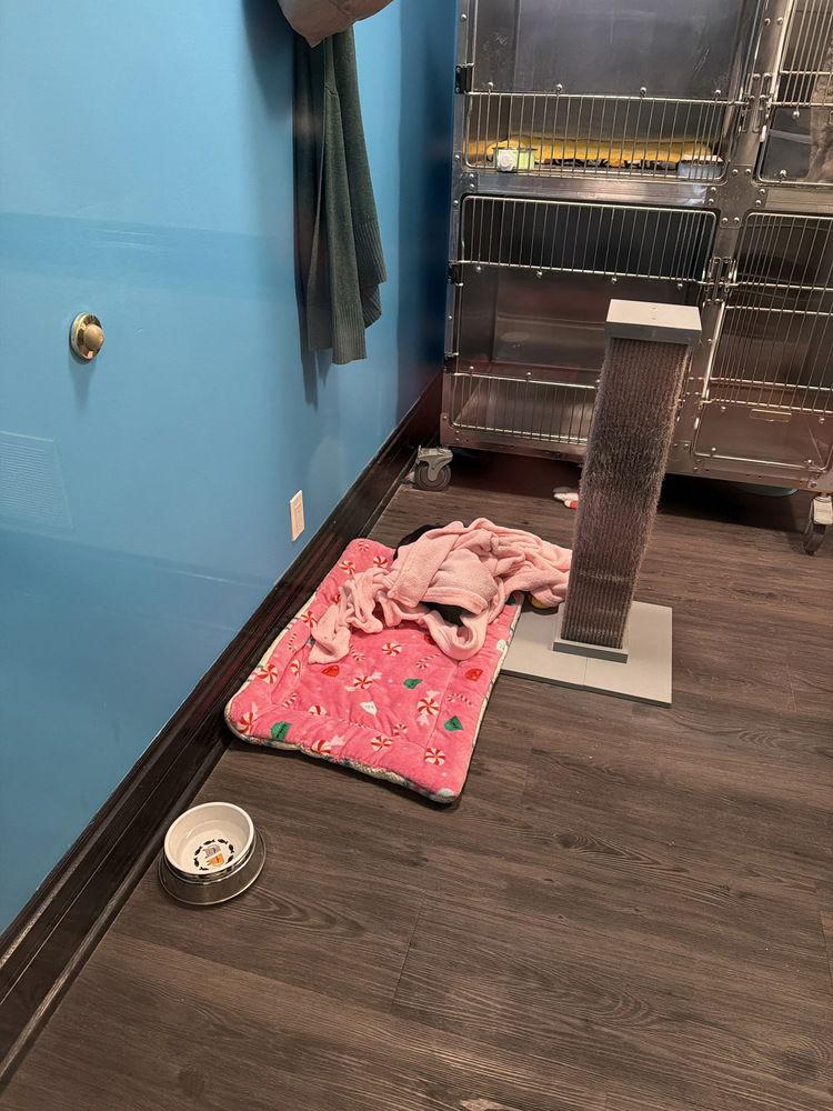 Baley #14371DG, Adoptable, Adult Male Domestic Medium Hair.