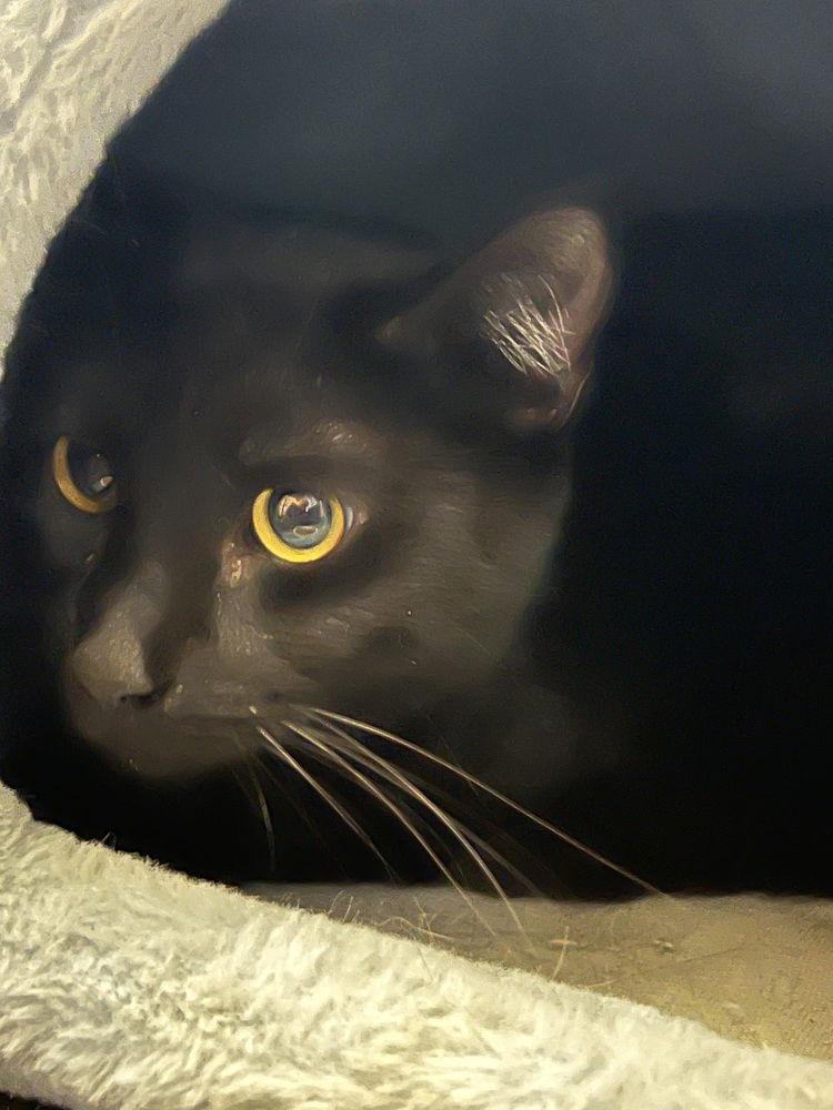 Enlarge Baley #14371DG, a Adoptable Domestic Medium Hair in O'Fallon, MO image 2/3