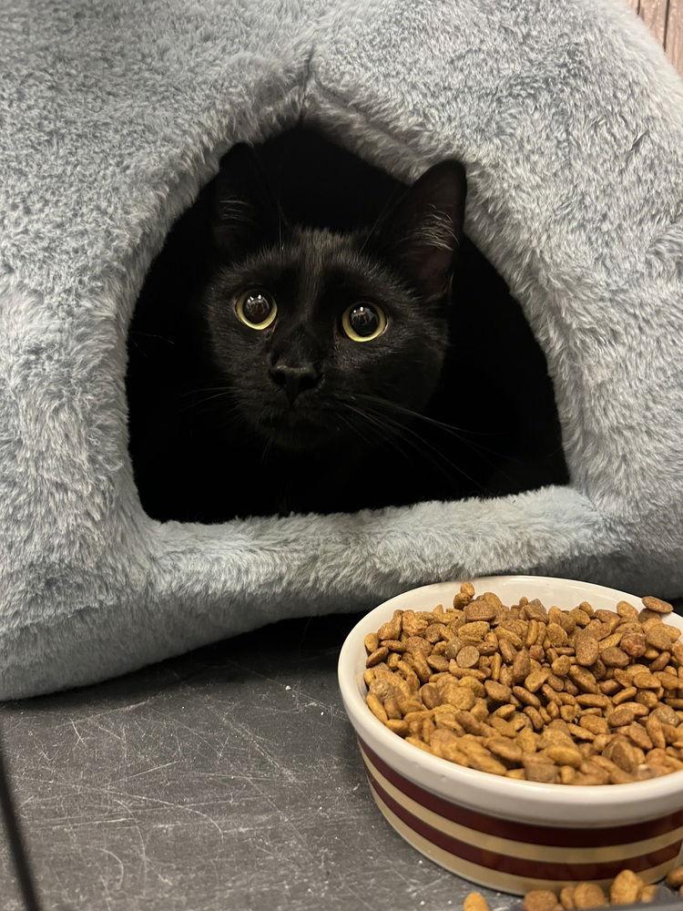 Enlarge Baley #14371DG, a Adoptable Domestic Medium Hair in O'Fallon, MO image 3/3