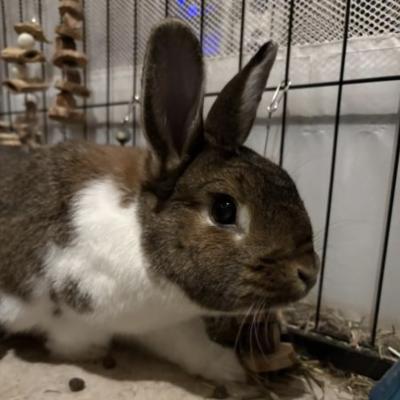 Olive, Adoptable, Adult Female Bunny Rabbit & Bunny Rabbit.