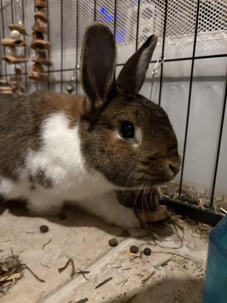 Enlarge Olive, a Adoptable mixed breed in Kalamazoo, MI image 1/5