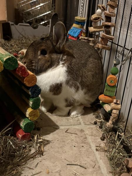 Enlarge Olive, a Adoptable mixed breed in Kalamazoo, MI image 2/5