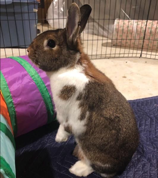 Enlarge Olive, a Adoptable mixed breed in Kalamazoo, MI image 3/5