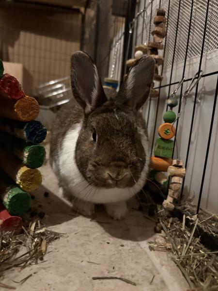 Enlarge Olive, a Adoptable mixed breed in Kalamazoo, MI image 4/5