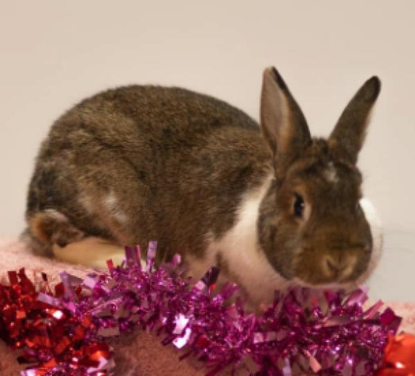 Enlarge Olive, a Adoptable mixed breed in Kalamazoo, MI image 5/5