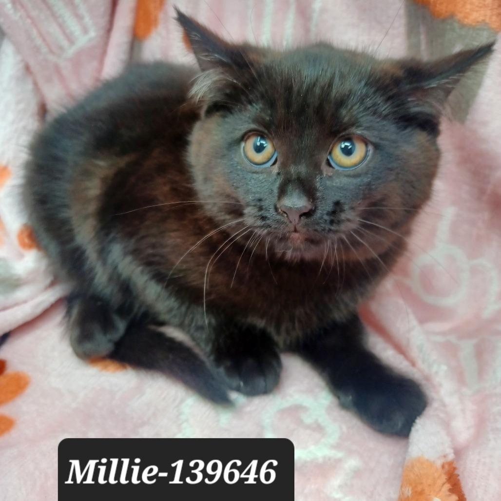 Millie, Adoptable, Kitten Female Domestic Short Hair.