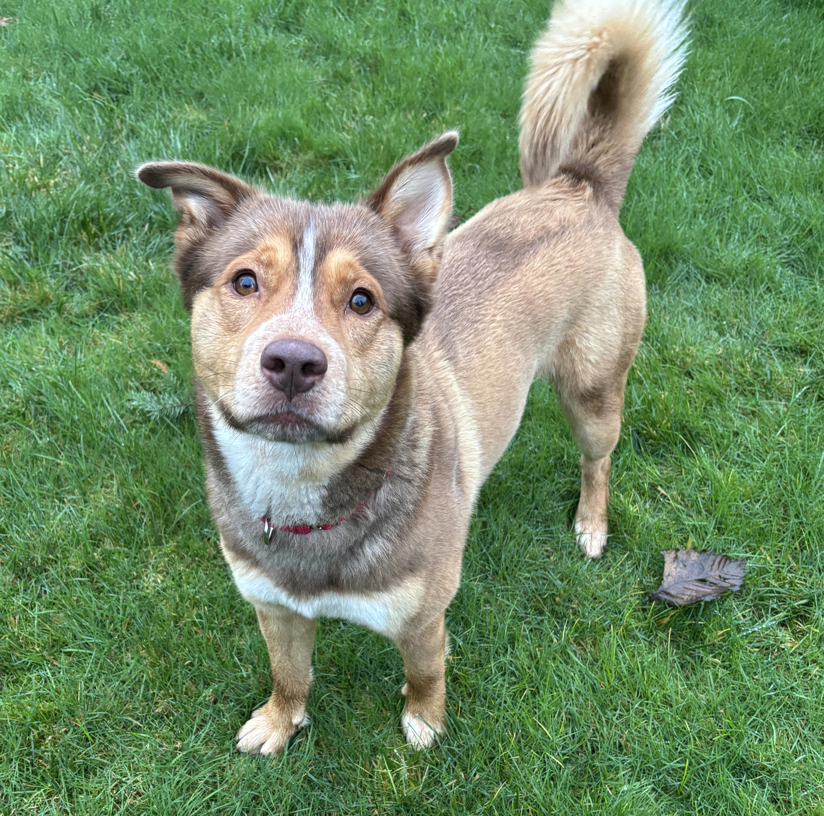 Fizzlepop, adoptable, Adult Male Cattle Dog & German Shepherd Dog.