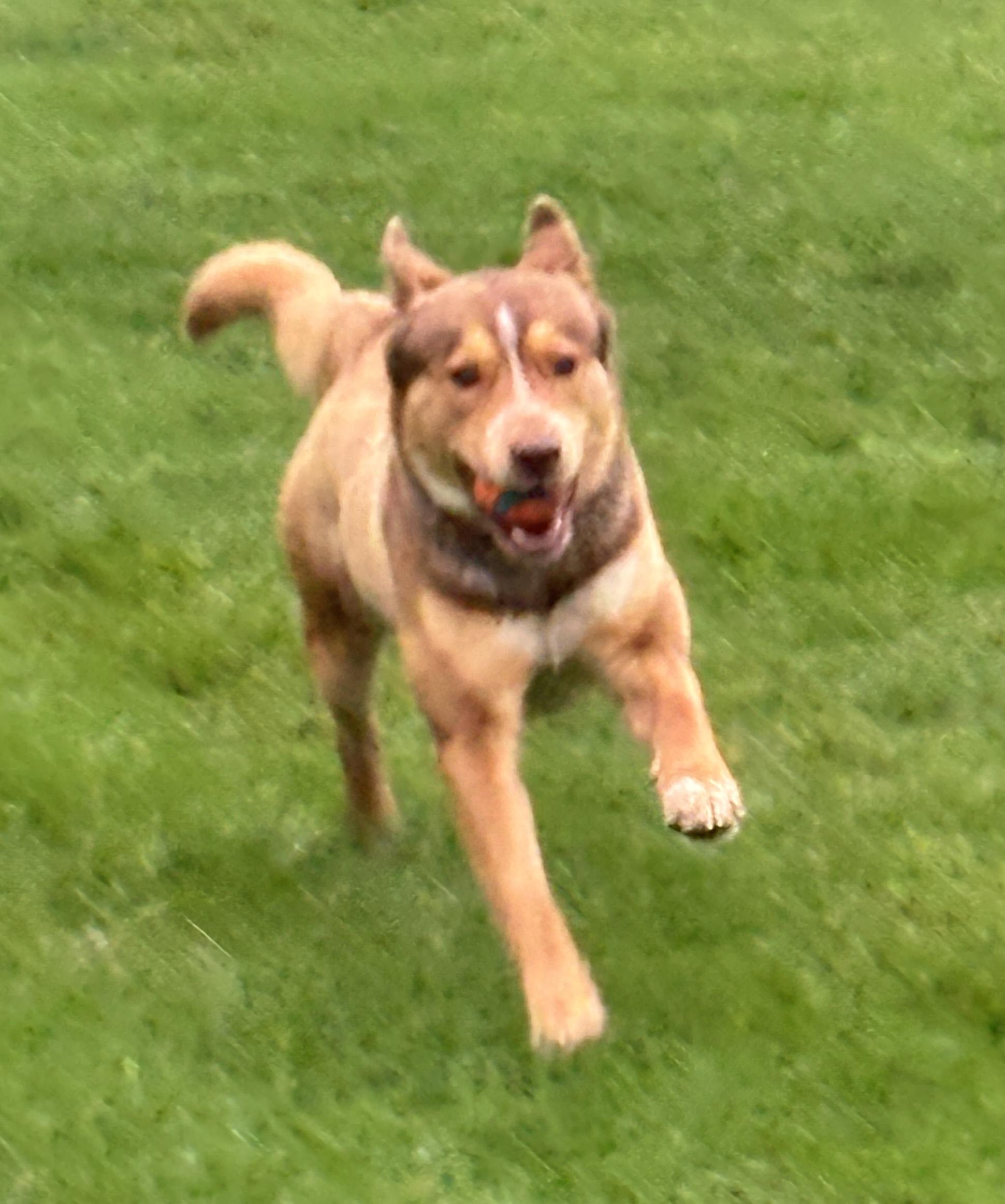 Enlarge Fizzlepop, an adoptable mixed breed in Silvana, WA image 4/5